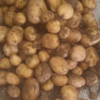 سیب زمینی بذری