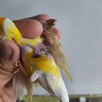 فنچ گلدین و کینگ و کوتوله مولد و سرلاکی و قناری|پرنده|اصفهان, دوطفلان|دیوار