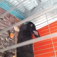 خرگوش