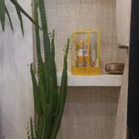 گل اپارتمانی