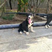 واگذاری سگ آلابای قدرجونی پژدر سرابی افغان|سگ|نجفآباد, گلدشت|دیوار