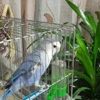 فروش طوطی کوتوله دستی