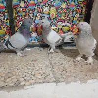 پنج عدد کبوتر گوگ اصل|پرنده|باشت, |دیوار