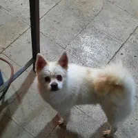 فروش سگ پامر روباهی