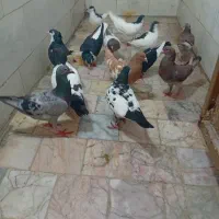 کفتر رنگی شهرستان