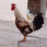 خروس محلی