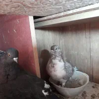 فروش گفتر یا کبوتر|پرنده|پرند, فاز ۵|دیوار