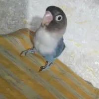 فروش فوری طوطی برزیلی آبی|پرنده|رشت, سیا اسطلخ|دیوار