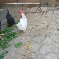 مرغ سلطان وخروس سفید|حیوانات مزرعه|شیراز, زرهی|دیوار