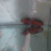 ماهی اسکار بچه اکواریومی