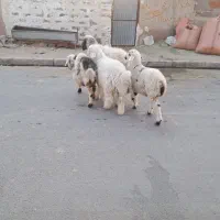 ۲راس میش جوان بره دار هر ۲راس بره نر|حیوانات مزرعه|مرودشت, تخت جمشید|دیوار