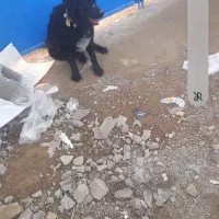 سگ مشکی نر|سگ|اصفهان, قهجاورستان|دیوار