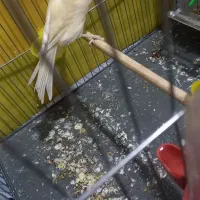 با سلام قناری ماده اماده خوشرنگ وسرحال|پرنده|اندیشه, اندیشه فاز ۱|دیوار