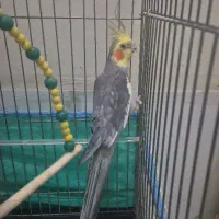 عروس هلندی فول سخنگو