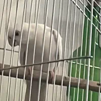 عروس هلندی آلبینو اصل کمیاب