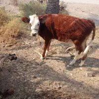 گوساله ماده سیمینتال سورانی