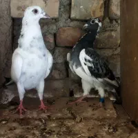 کبوتر آلمانی جوانه|پرنده|آزادشهر, |دیوار