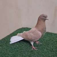 کفتر