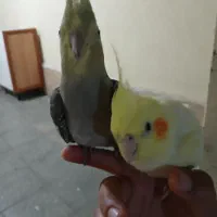 دوعدد عروس هلندی رام رام تزمینی