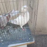 کفتر