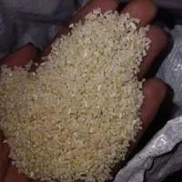 برنج نیم دونه صدری بهترین