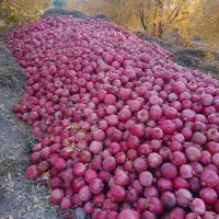 فروش 3تن انار|خوردنی و آشامیدنی|حنا, |دیوار