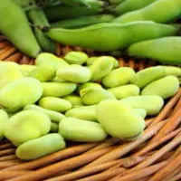 باقلا سبز درجه یک