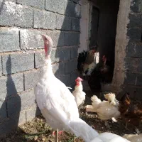 بوقلمون ماده گوشتی موقیعت سرایان