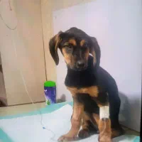 سگ هارهوند دوبر|سگ|رشت, گلزاران|دیوار