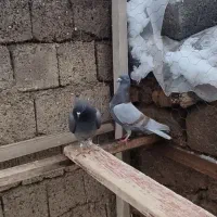 کبوتر پرشی|پرنده|پیرانشهر, |دیوار