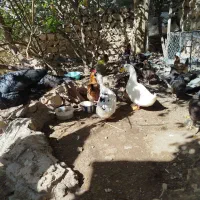 مرغ تخم گذار|حیوانات مزرعه|پلدختر, |دیوار