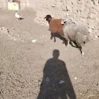 بره ماده بزمیس
