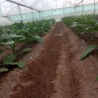 گلخانه بادمجان اجاره داده میشود|اجارهٔ دفتر صنعتی، کشاورزی، تجاری|جیرفت, |دیوار