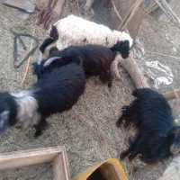 سه عدد کهره نر چاق وسرحال محلی ویک بره