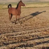 نریون|اسب و تجهیزات اسب‌سواری|دورود, |دیوار