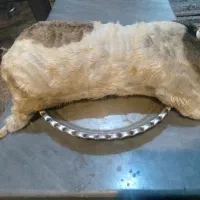 خیگ چهار انگله کوچیک