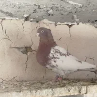 کبوتر طوقی|پرنده|آشخانه, |دیوار