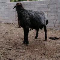 قوچ بره گوسفند|حیوانات مزرعه|کجور, |دیوار