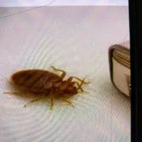 سمپاشی سم پاشی مارمولک طعمه موش ساس سوسک