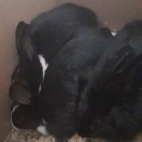 خرگوش|موش و خرگوش|بجنورد, |دیوار