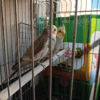 عروس هلندی|پرنده|پرند, فاز ۵|دیوار