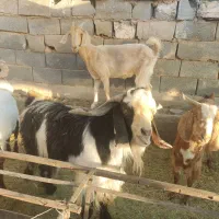 سلام نری پاکستانی|حیوانات مزرعه|یزد, |دیوار