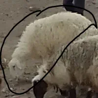 میش یک ساله دورگ