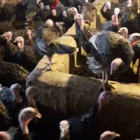 فروش بوقلمون ماده (۶ ماهه)