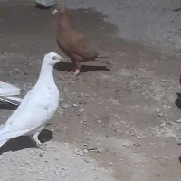 بفروش|پرنده|برازجان, |دیوار