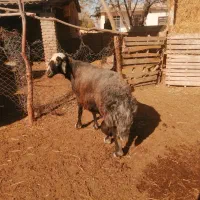 قوچ جوان قره قیر|حیوانات مزرعه|انبارآلوم, |دیوار