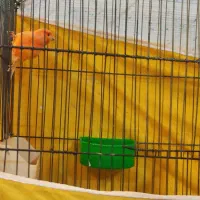 قناری رد فکتور نروماده