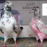 کبوتر اصیل ایرانی