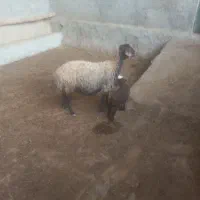 میش وبره ۲۶ میلیون