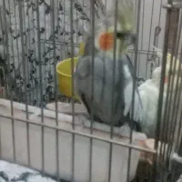 عروس هلندی نر|پرنده|ری, شهرک نظامی|دیوار